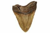 Bargain, Fossil Megalodon Tooth - Repaired #251274-2